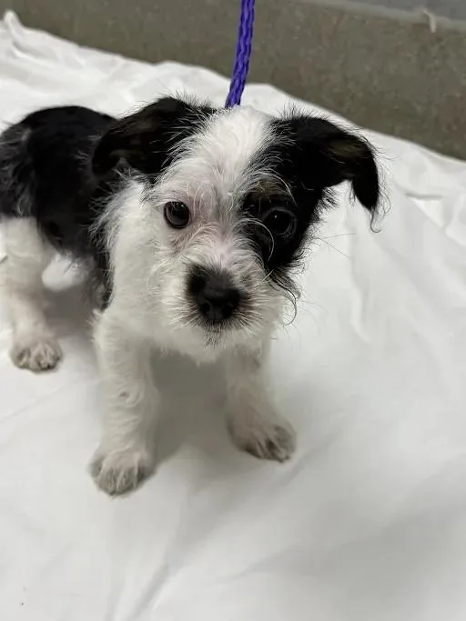 A baby small-sized female Terrier dog named Keila for adoption in Las Vegas, NV