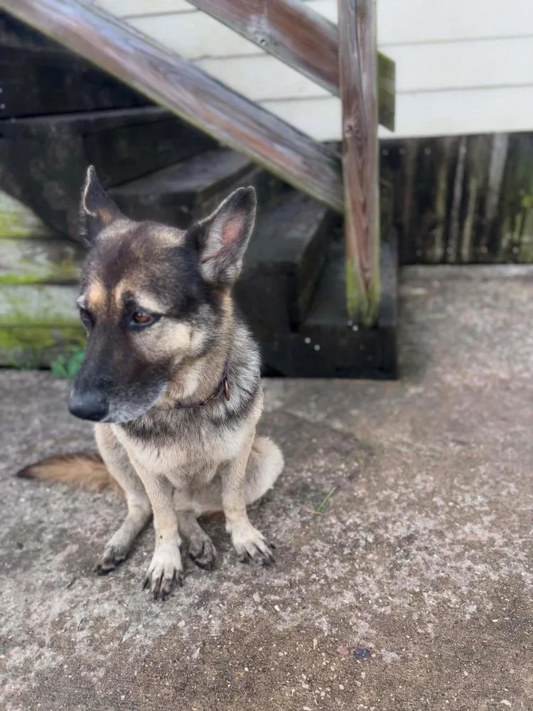 An adult large-sized female Tricolor (Brown, Black, & White) German Shepherd Dog dog named Mila Marie for adoption in Sealy, TX