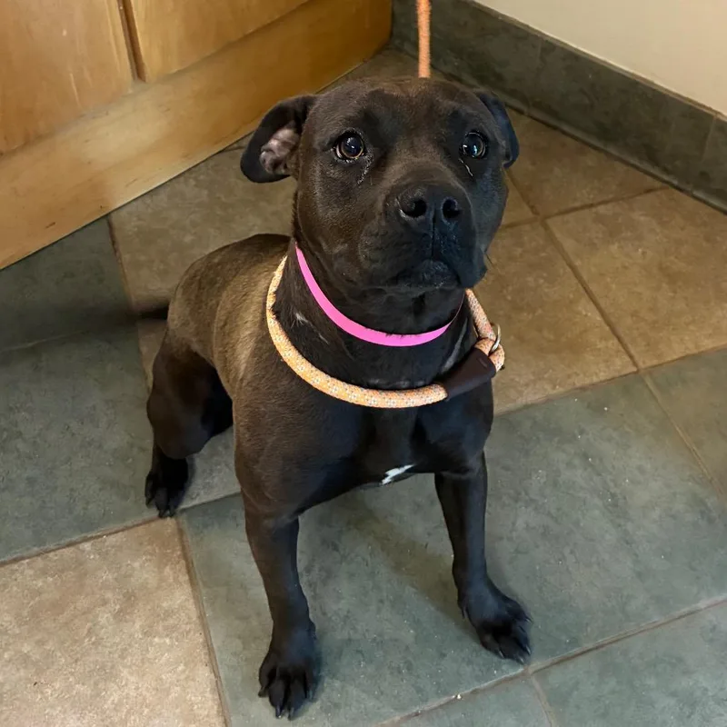 An adult medium-sized female Gray / Blue / Silver Mixed Breed dog named Jovie for adoption in Chattanooga, TN