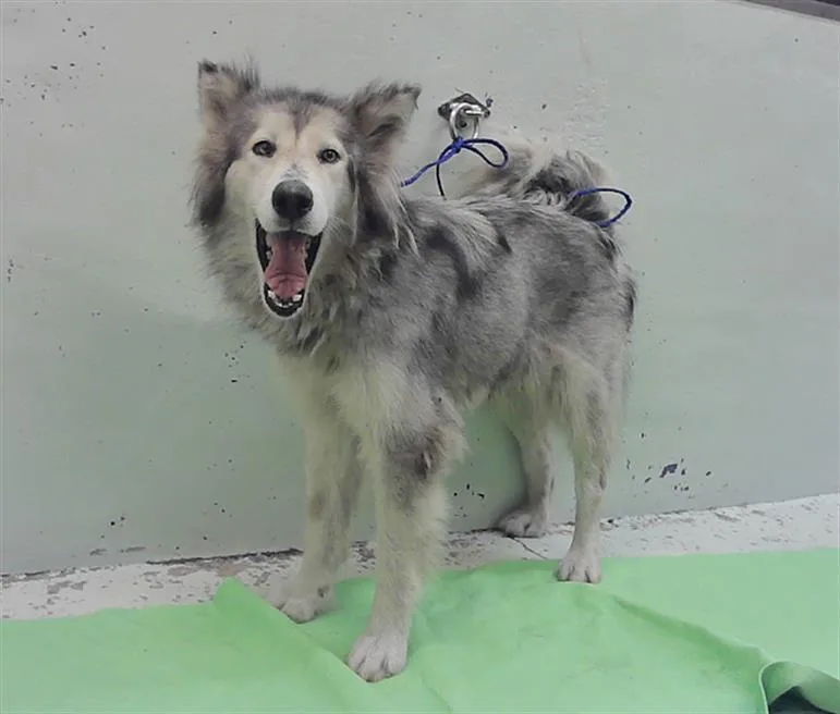 An adult large-sized female Alaskan Malamute dog named Roxie for adoption in Houston, TX