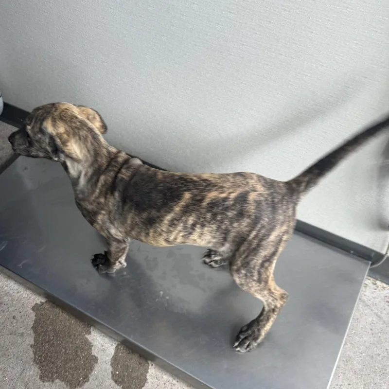 A baby medium-sized female Gray / Blue / Silver Mixed Breed dog named 110553 for adoption in Las Cruces, NM