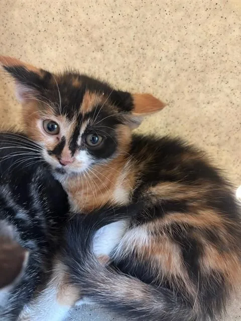 A baby medium-sized female Domestic Short Hair cat named A for adoption in Lancaster, CA