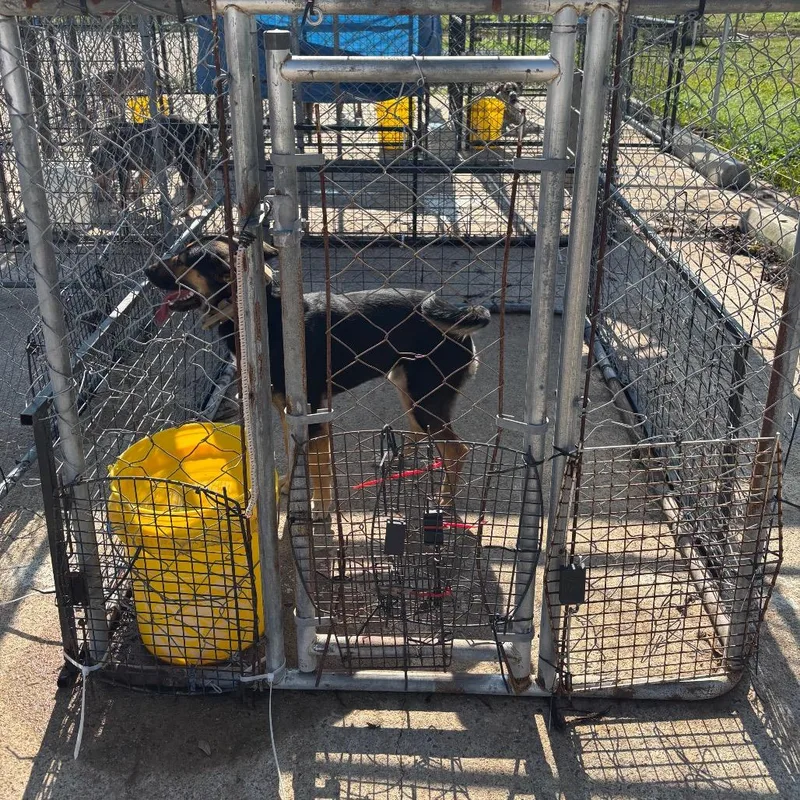 An adult medium-sized male Black Mixed Breed dog named Satellite for adoption in Lake Jackson, TX