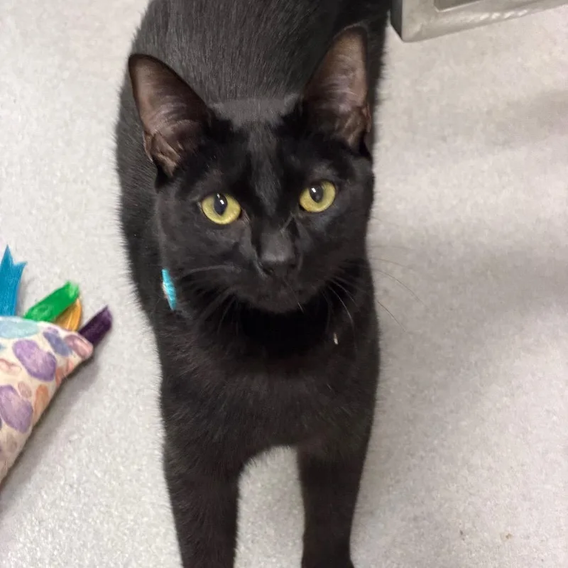 A young medium-sized male Black Domestic Short Hair cat named Benji for adoption in Hampton Bays, NY