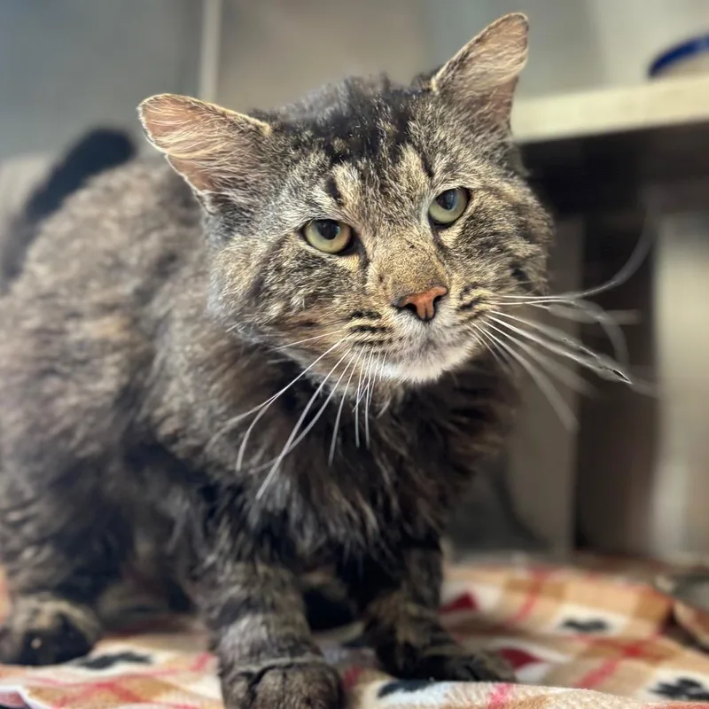 A young large-sized male Brown / Chocolate Domestic Long Hair cat named Shakespeare for adoption in Nashville, IN