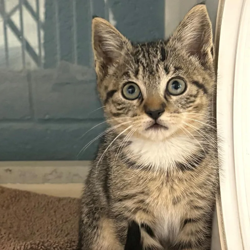 A baby small-sized female Brown / Chocolate Domestic Short Hair cat named Maren for adoption in East Hanover, NJ