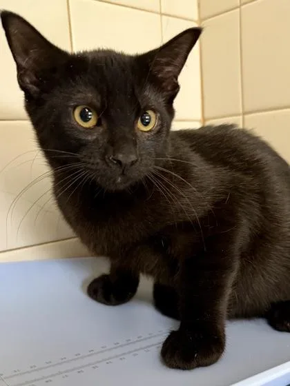 A young small-sized male Domestic Short Hair cat named Max for adoption in San Antonio, TX