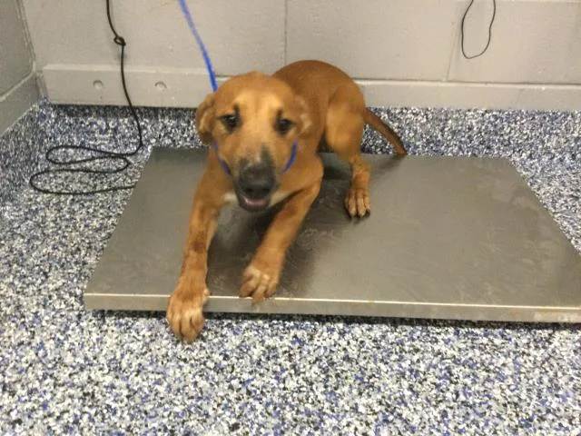 A young small-sized male Shepherd dog named Cafecito for adoption in Riverside, CA