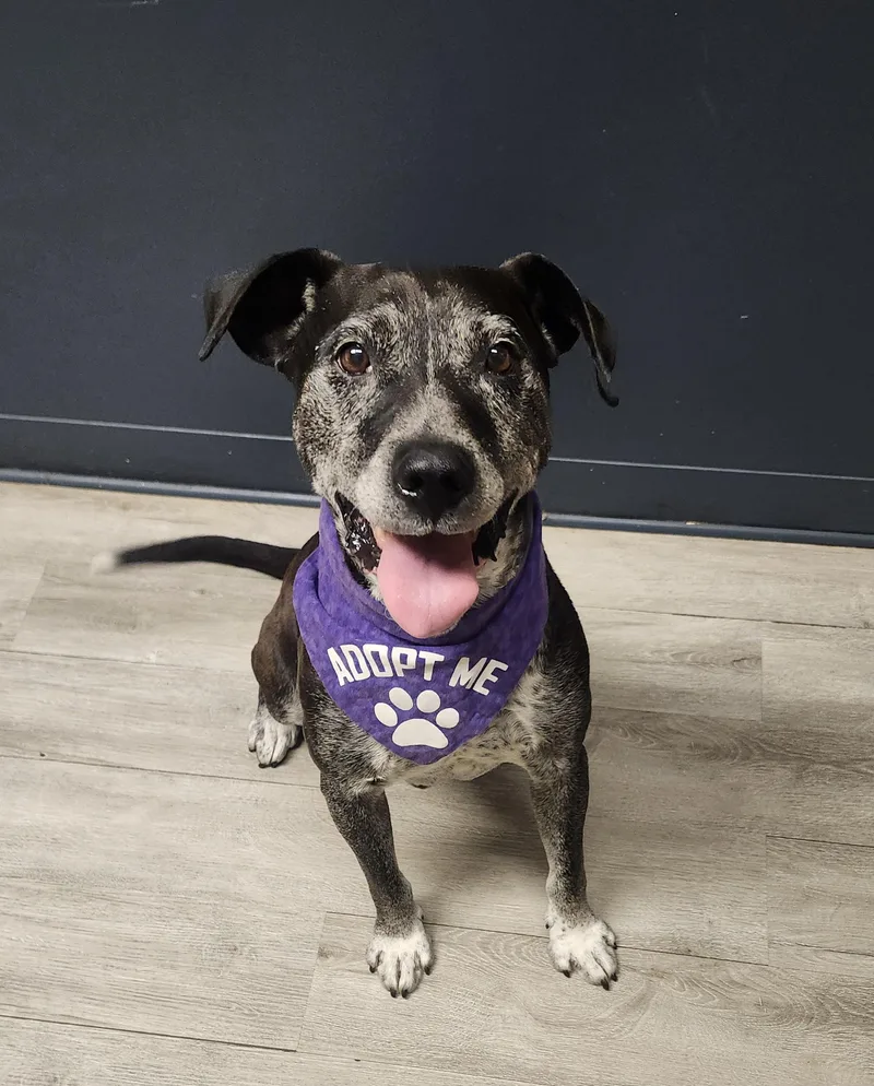 An adult medium-sized male Bicolor Pit Bull Terrier dog named Wiggum for adoption in Mansfield, OH