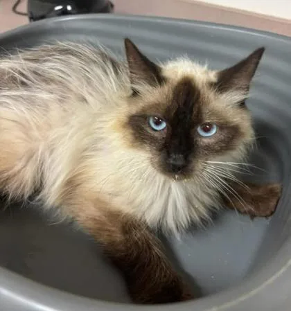 An adult small-sized female Domestic Medium Hair cat named Cow for adoption in Lampasas, TX