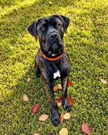 A young large-sized female Brindle Cane Corso dog named Avril for adoption in Skowhegan, ME