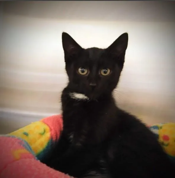 A baby small-sized female Domestic Short Hair cat named Ella for adoption in Alameda, CA