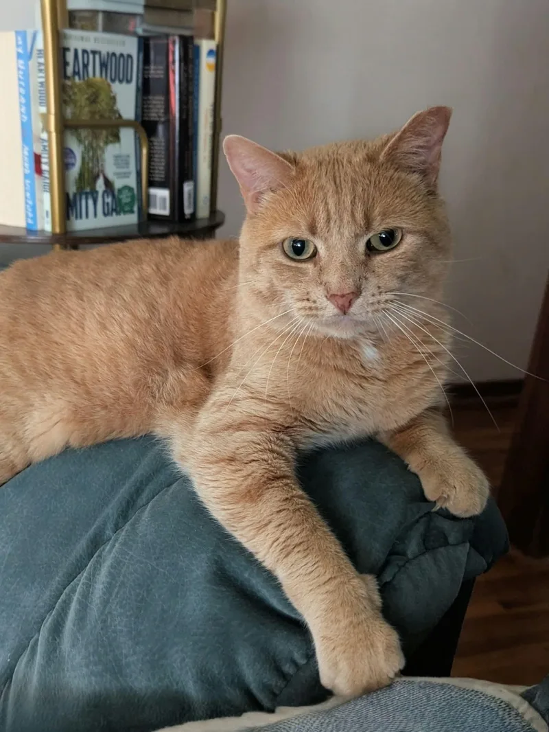 An adult small-sized male Tabby cat named Walter for adoption in Mankato, MN