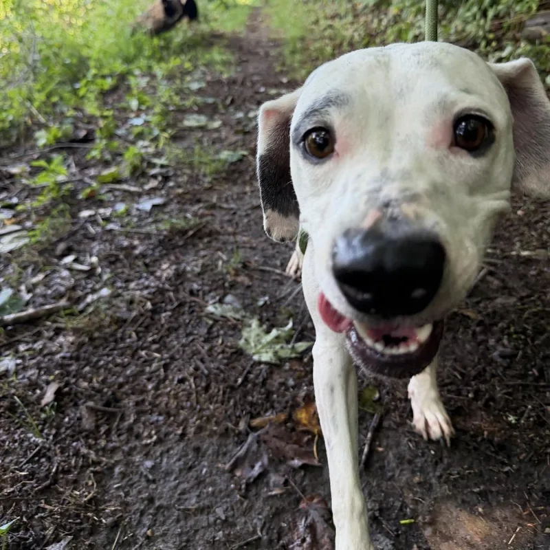 An adult medium-sized female White / Cream Mixed Breed dog named Beauty for adoption in Charleston, WV