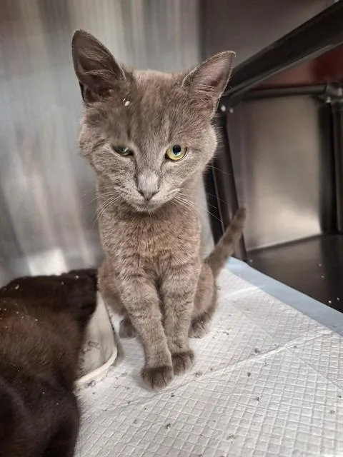 A young small-sized male Domestic Short Hair cat named A for adoption in Westminster, MD