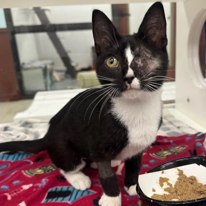 A young medium-sized female Black Domestic Short Hair cat named Ozzy for adoption in West Palm Beach, FL