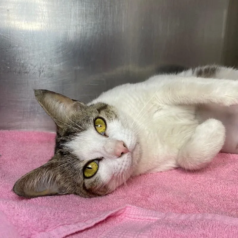A young medium-sized female Domestic Short Hair cat named Esmerelda for adoption in Roanoke, VA