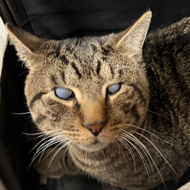 An adult medium-sized male Domestic Short Hair cat named Homer for adoption in Allentown, PA