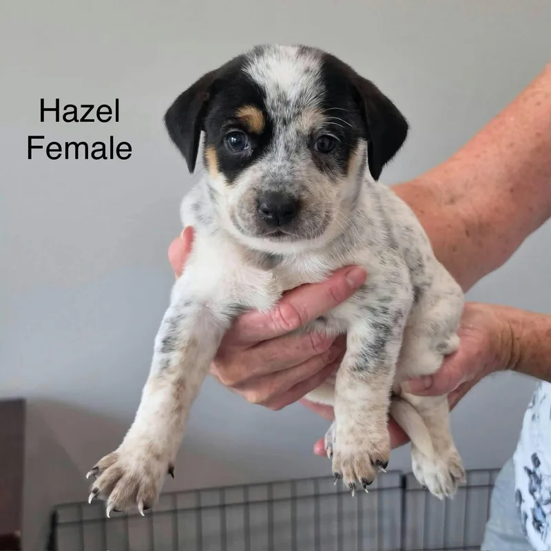 A baby medium-sized female Australian Cattle Dog / Blue Heeler dog named Hazel for adoption in PLAINFIELD, CT