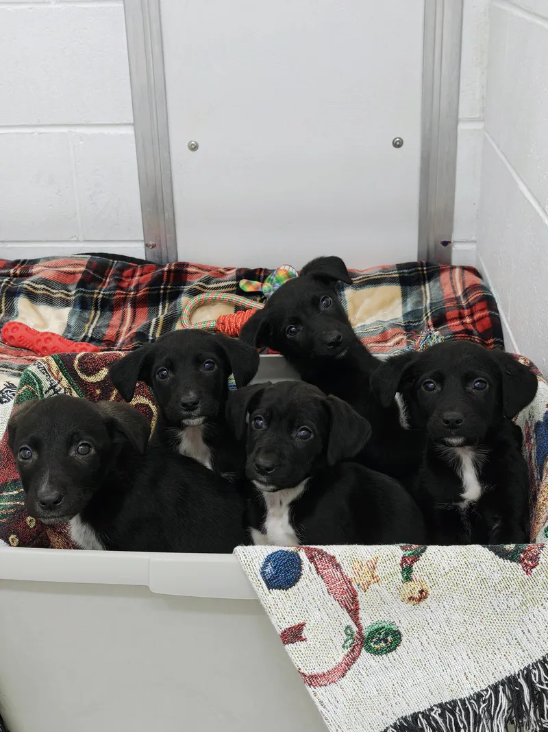 A baby medium-sized male Black Mixed Breed dog named Puppies for adoption in Oconto, WI
