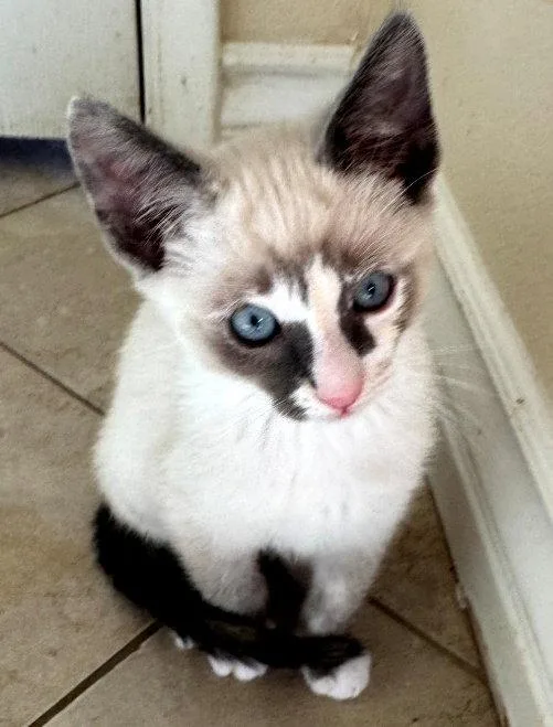 A baby small-sized female Buff & White Siamese cat named Skittles for adoption in San Jose, CA