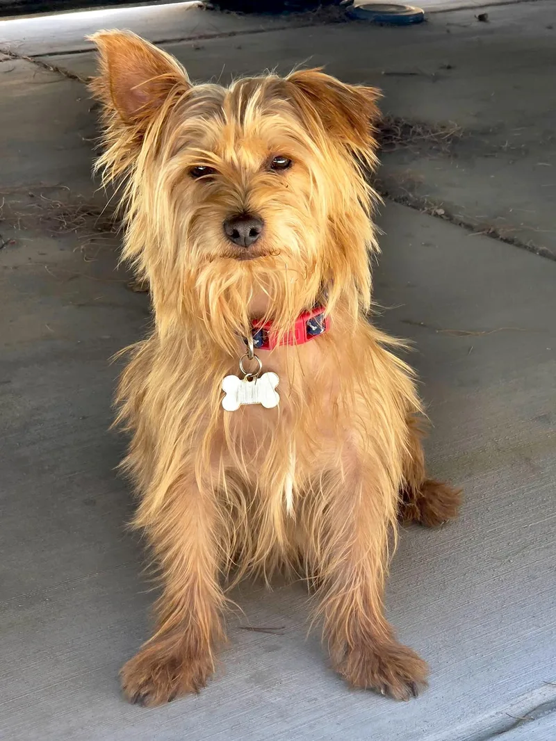 Mr. Dapper Toto