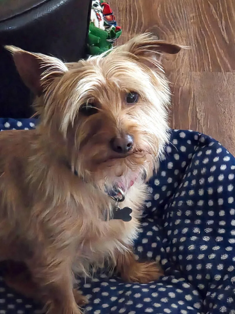 Mr. Dapper Toto thumbnail 2