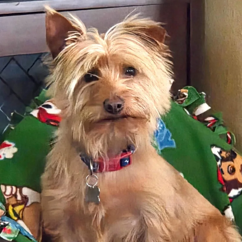 Mr. Dapper Toto thumbnail 3