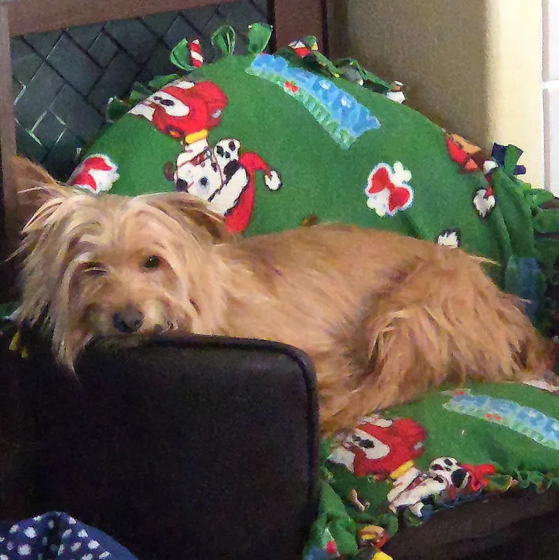 Mr. Dapper Toto thumbnail 4