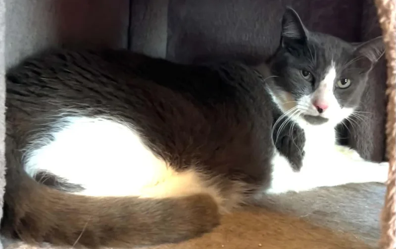 An adult medium-sized male Domestic Short Hair cat named Milo for adoption in Beckley, WV