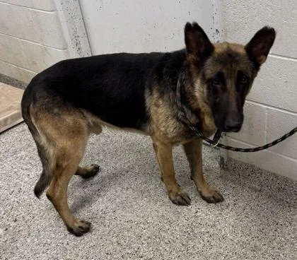 An adult extra large-sized male Black German Shepherd Dog dog named Ludwig for adoption in Kansas City, MO
