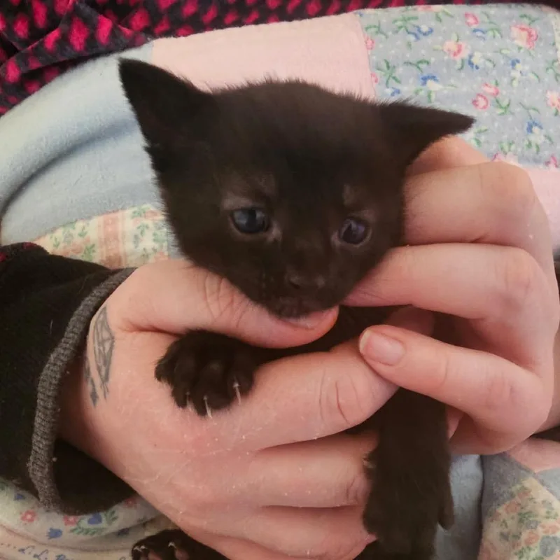 A baby small-sized male Black Domestic Short Hair cat named Lucifer  Orange for adoption in Ferndale, WA