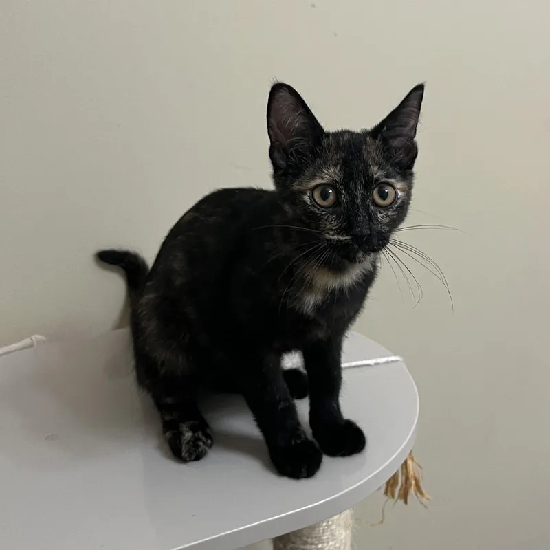Mocha
