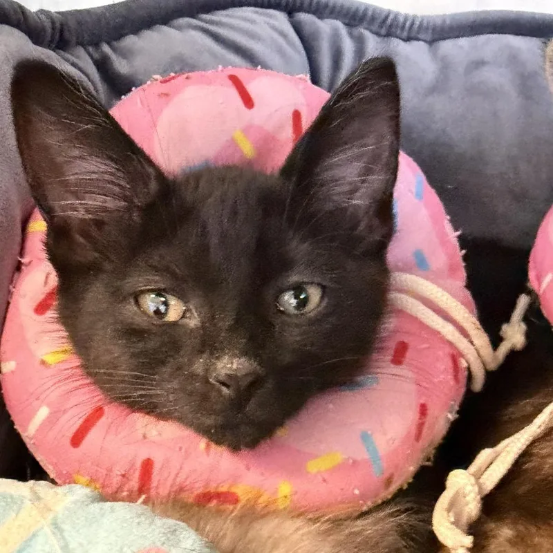 A baby small-sized male Black Domestic Short Hair cat named Durian for adoption in Newark, DE