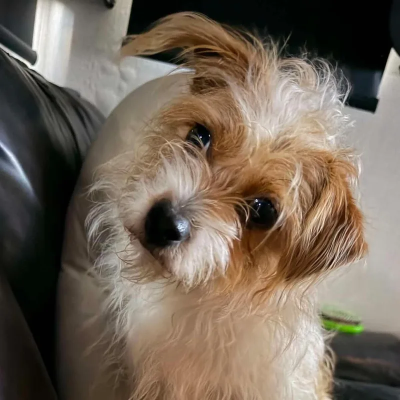 Daisy Is  Pounds thumbnail 2