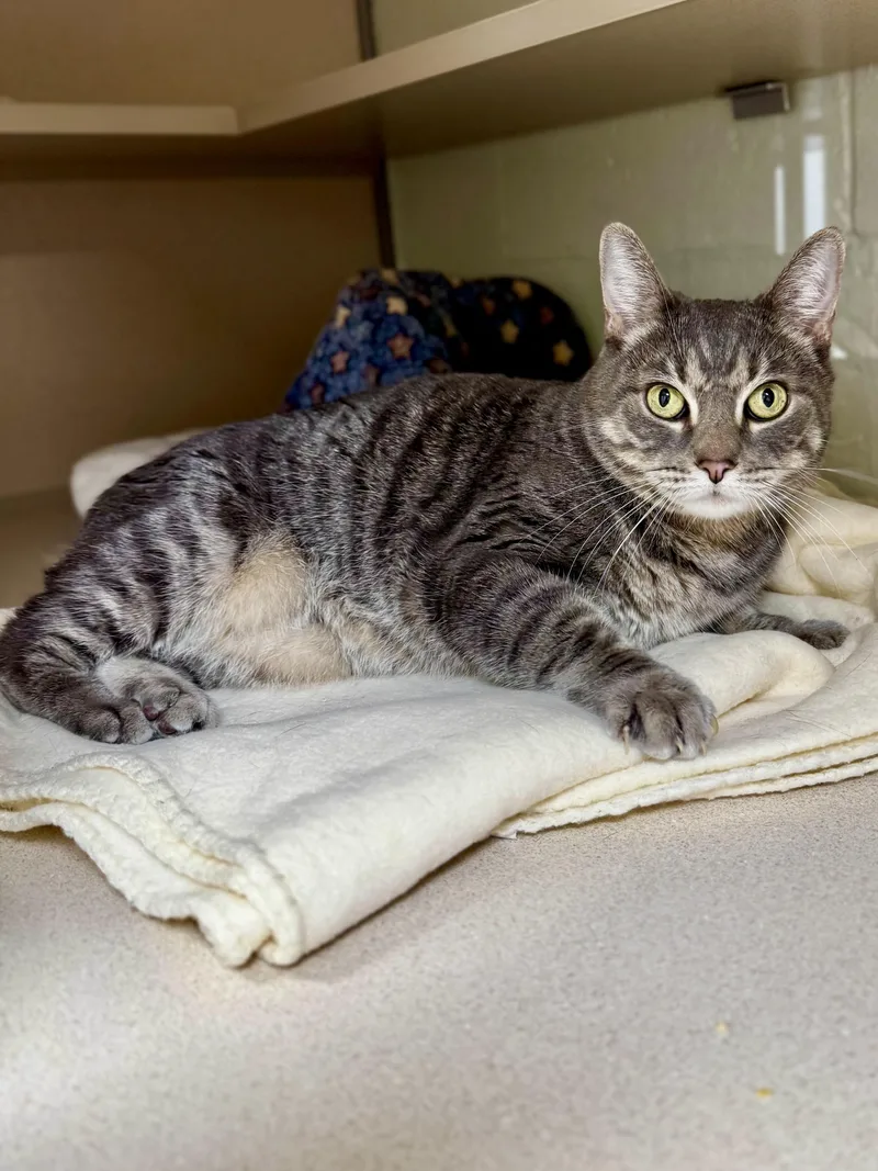 An adult medium-sized female Domestic Short Hair cat named Patricia for adoption in North Haven, CT
