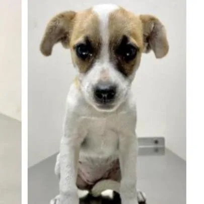 A baby small-sized female Black Mixed Breed dog named Betsy for adoption in Naples, FL