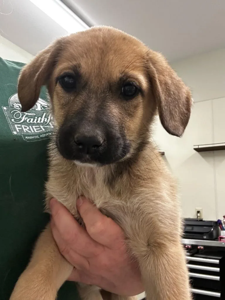 A baby large-sized female German Shepherd Dog dog named Judy for adoption in Neosho, MO
