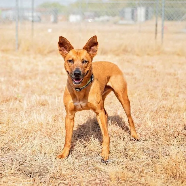 An adult medium-sized male Black Shepherd dog named Coop for adoption in Justin, TX