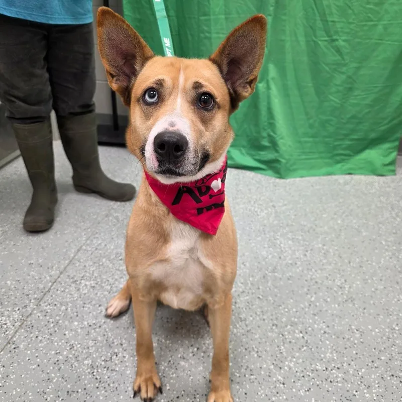 An adult medium-sized female Yellow / Tan / Blond / Fawn Mixed Breed dog named Athena for adoption in Galax, VA