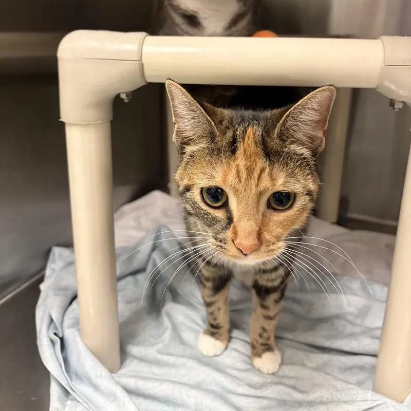 A young medium-sized female Calico Domestic Short Hair cat named Dahlia for adoption in Pasadena , MD