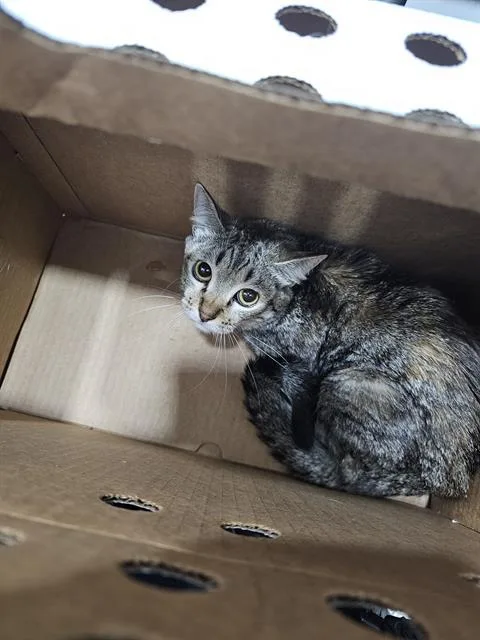 A young small-sized female Domestic Short Hair cat named Nova for adoption in Dallas, TX