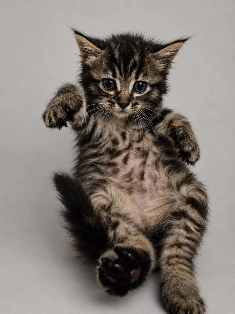 A baby small-sized male Maine Coon cat named Mantis for adoption in New Braunfels, TX