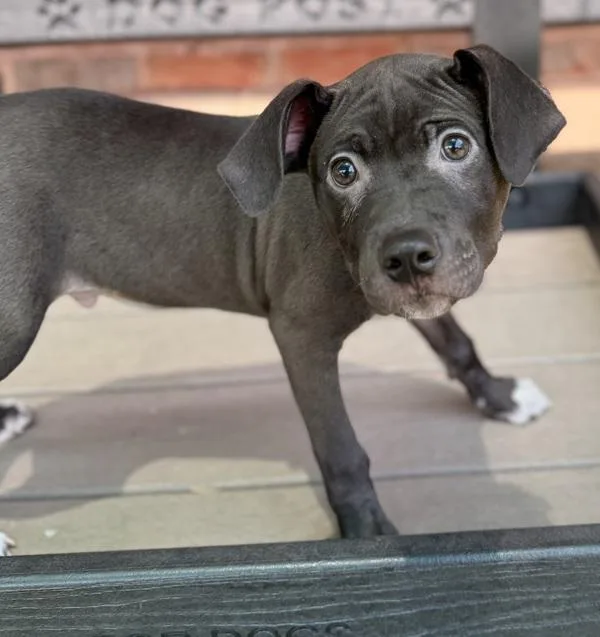 A baby small-sized male Pit Bull Terrier dog named Howie for adoption in Canton, GA