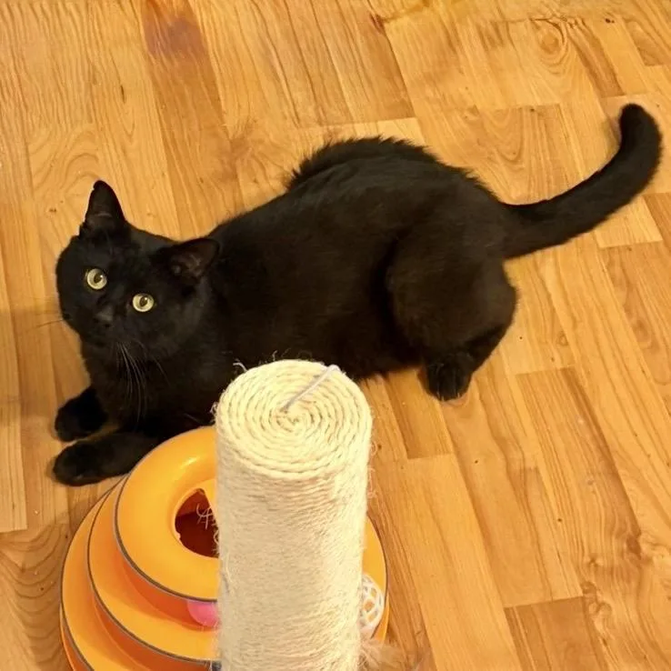 Onyx