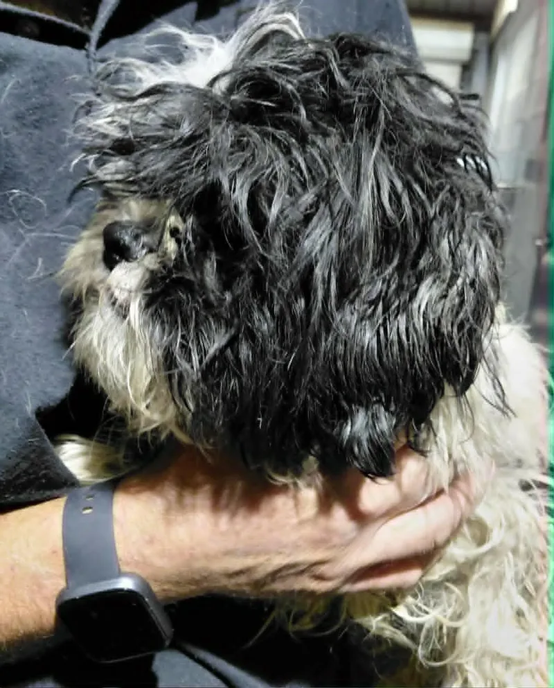 A young small-sized male Shih Tzu dog named Cosmo for adoption in Minneapolis, MN