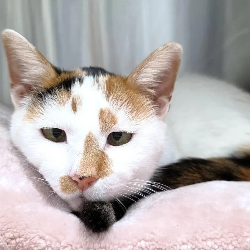 An adult medium-sized female Calico Domestic Short Hair cat named Sunrise for adoption in Michigan City, IN