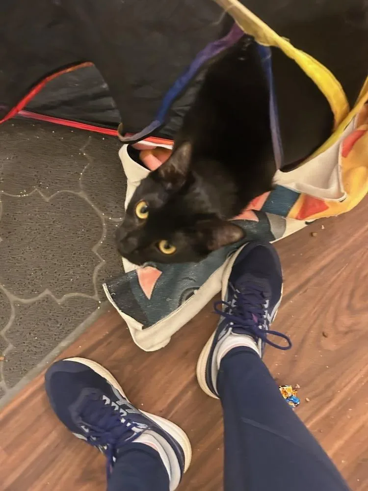 A young medium-sized male Black Domestic Short Hair cat named James for adoption in Papillion, NE