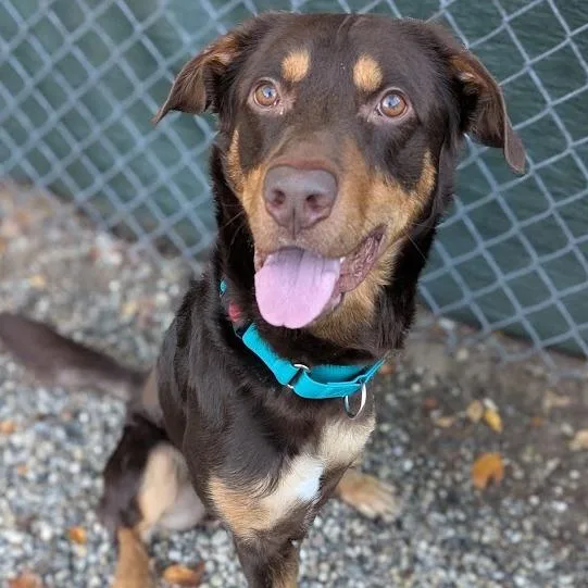 A young medium-sized male Brown / Chocolate Mixed Breed dog named Pine for adoption in West Olive, MI