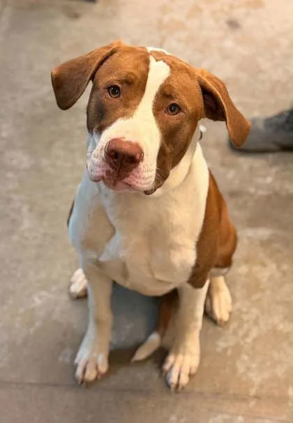 A young large-sized male American Bulldog dog named Tank for adoption in Bowling Green, KY